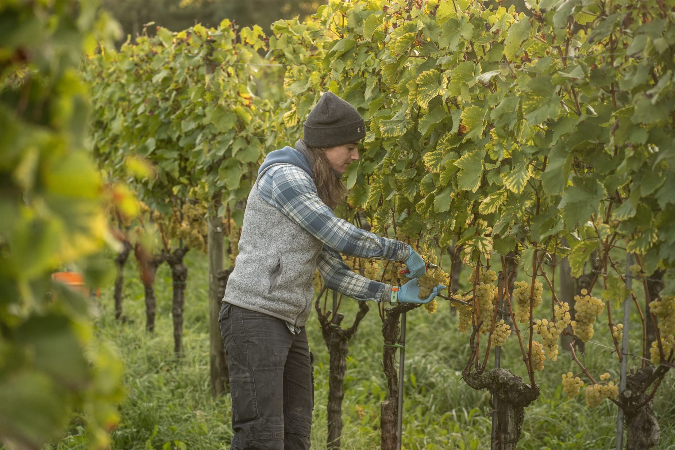 Weinlese in den Rebbergen